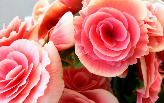 Pink Flower Desktop Wallpapers