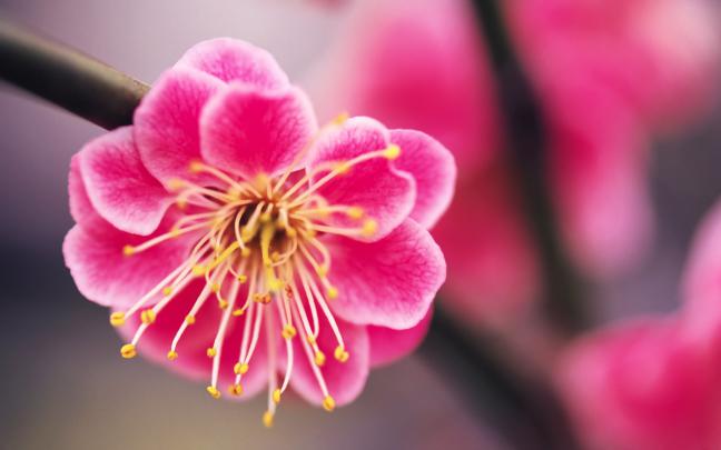 Pink Flower Desktop Wallpaper \u00b7\u2460 
