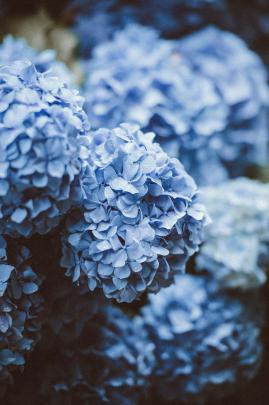 Rustic Floral Desktop Wallpapers - Top Free Rustic Floral Desktop 