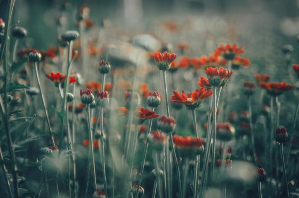 Painting over wallpaper: Spring Desktop Wallpaper Rustic
