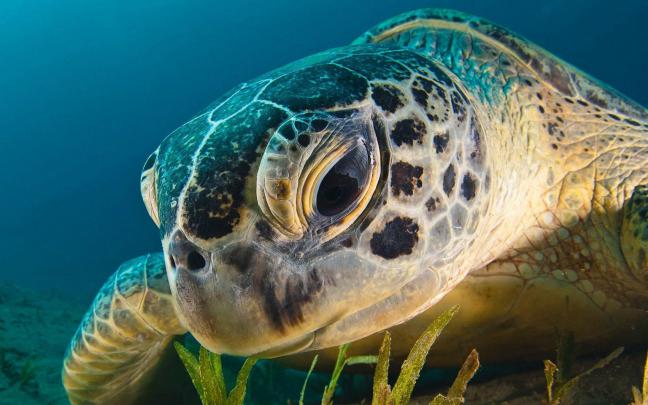 Sea Turtle Desktop Wallpaper