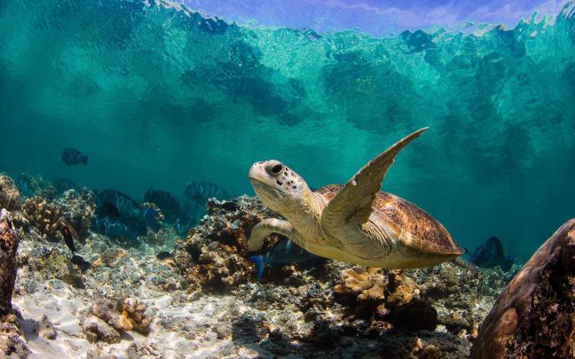Sea Turtles Wallpapers