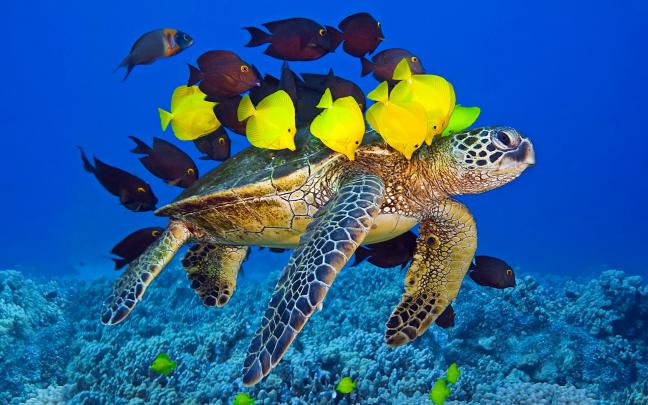 Turtle Wallpapers