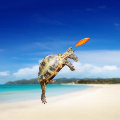 Baby Sea Turtle Wallpapers