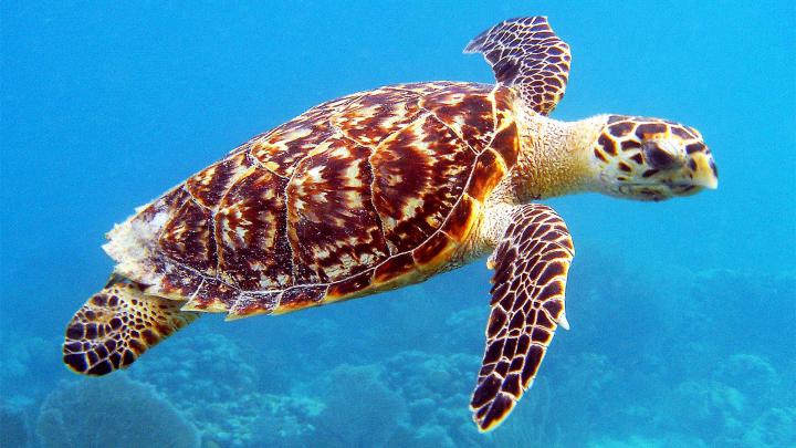 Sea Turtles Desktop Wallpaper (60+ images)