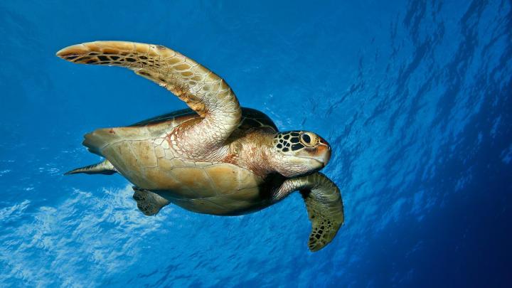 Sea Turtles Desktop Wallpaper (60+ images)