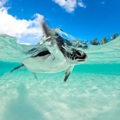 Sea Turtle Wallpapers