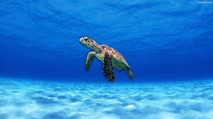 Sea Turtle Wallpapers