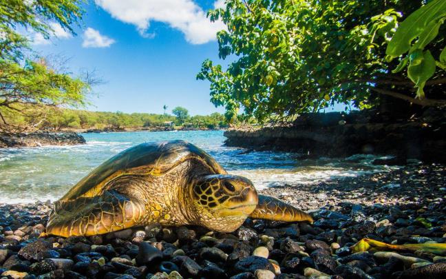 Sea Turtle Wallpapers