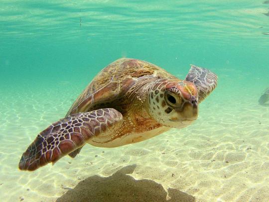 Sea Turtles Wallpapers