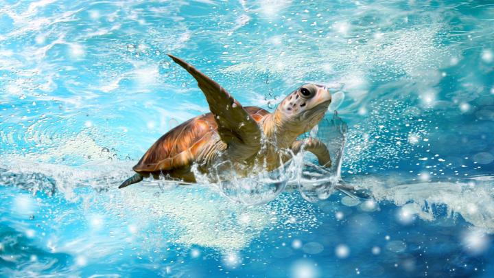 Sea Turtles Desktop Wallpaper (60+ images)