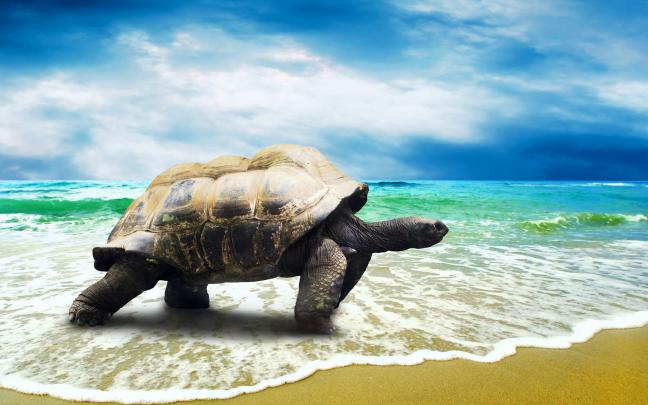 Sea Turtles Desktop Wallpaper (60+ images)
