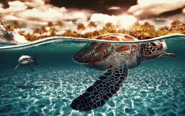 sea, Turtle Wallpapers HD \/ Desktop and Mobile Backgrounds