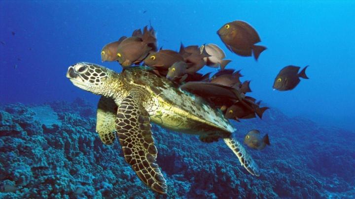 Sea Turtles Wallpapers