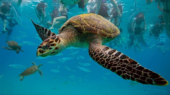 turtle, Animals, Sea Wallpapers HD \/ Desktop and Mobile Backgrounds