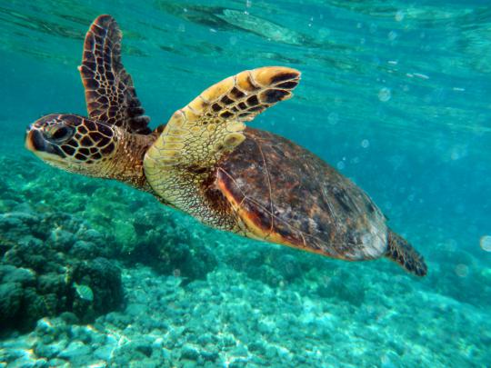 Sea Turtle Wallpaper Desktop (69+ images)