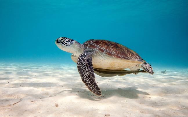 Sea Turtle Wallpaper Desktop (69+ images)