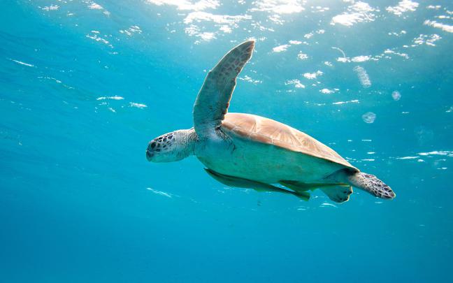 sea turtle - HD Desktop Wallpapers