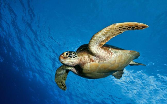 Sea Turtles Wallpapers