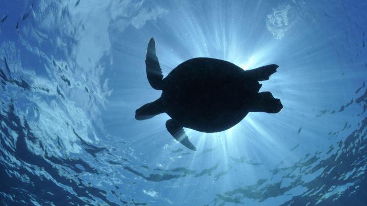 Turtle Wallpapers