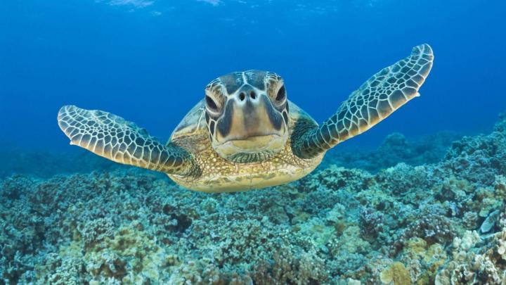 Sea Turtle Wallpaper Desktop (69+ images)