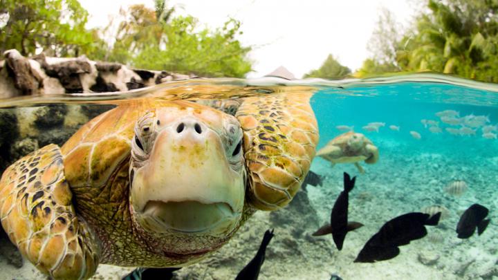 Sea Turtle Wallpaper Desktop (69+ images)