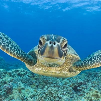 10 Top Sea Turtle Hd Wallpaper FULL HD 1920\u00d71080 For PC Desktop 2020