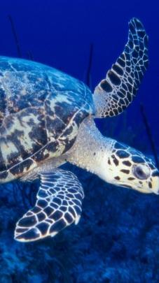 Sea Turtles Desktop Wallpaper (60+ images)