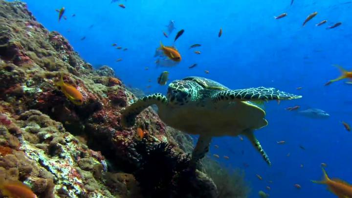 Sea Turtles Desktop Wallpaper (60+ images)