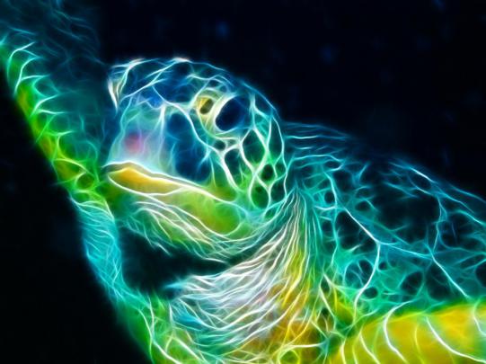 Turtle Desktop Wallpaper -