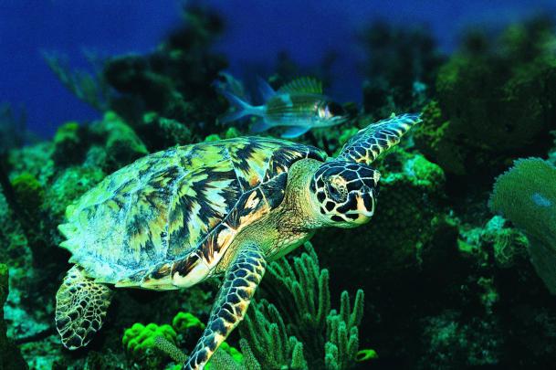 Sea Turtles Wallpapers