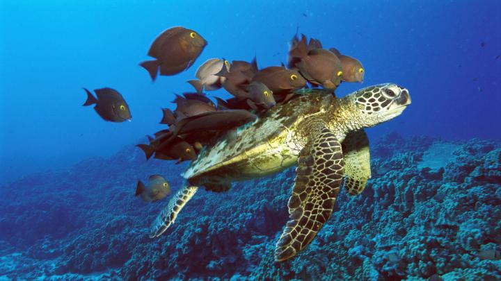 Free Turtle Wallpaper for Desktop -