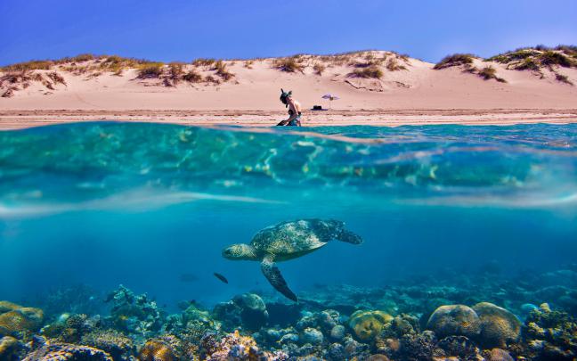 Sea Turtles Desktop Wallpaper (60+ images)