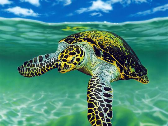 Sea Turtle Wallpaper High Quality Desktop, iphone and andro