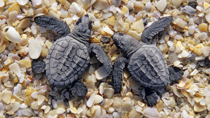 Baby Sea Turtle Wallpaper (55+ images)