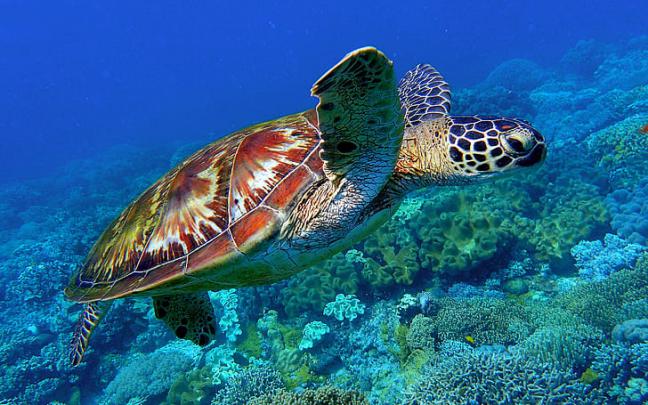 Iphone 6 Lock Screen Sea Turtle Wallpaper Iphone