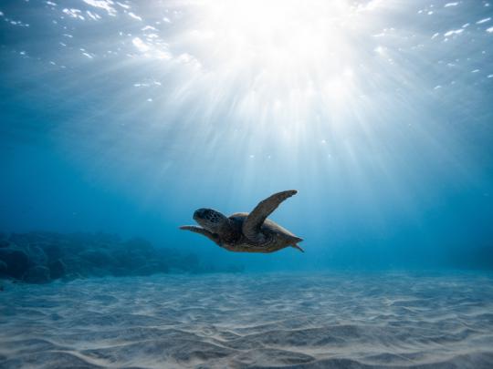 Desktop wallpaper underwater life, turtle, blue sea, hd image, picture 