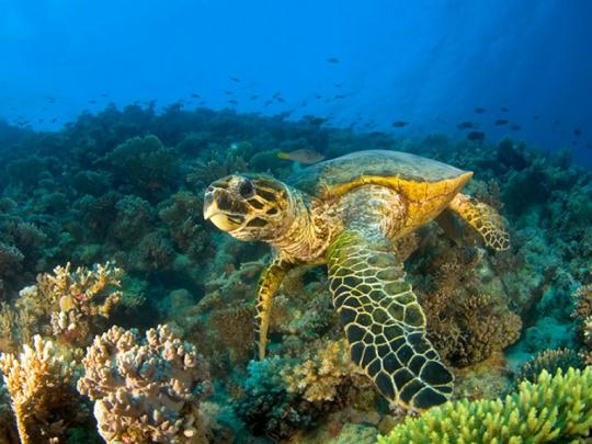 Cool Picture Sea Turtle \u2013 Animals Other HD Desktop Wallpaper