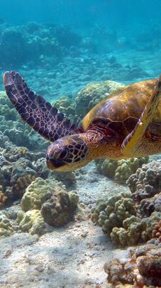 Sea Turtle Wallpaper Backgrounds (55+ images)