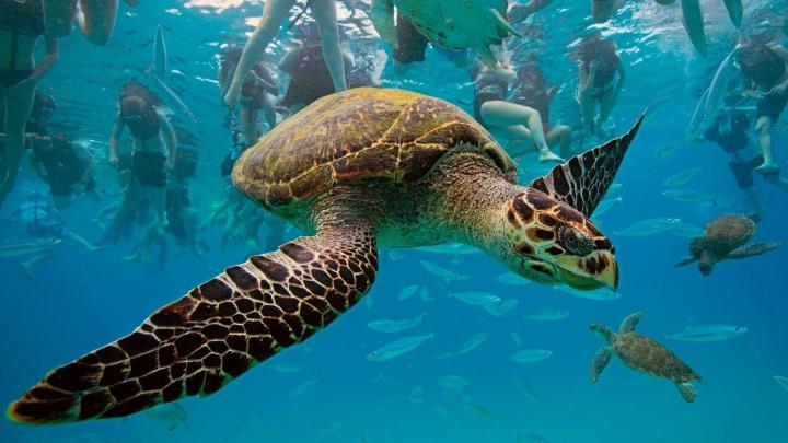 Sea Turtle Wallpaper Backgrounds (55+ images)