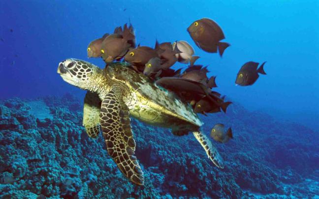 Turtle with Black Fish in Sea | HD Wallpapers