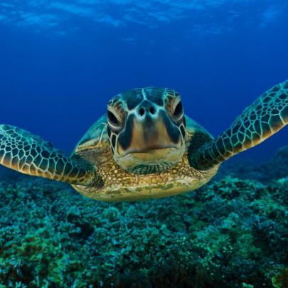 10 Latest Sea Turtle Desktop Wallpaper FULL HD 1920\u00d71080 For PC 
