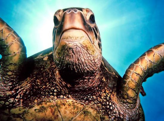 Sea Turtle Pics | Milesia