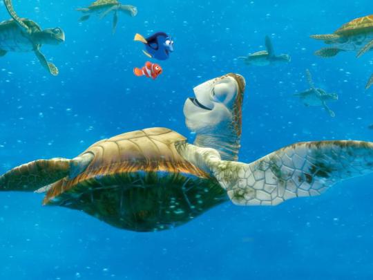 Sea Turtles Wallpapers