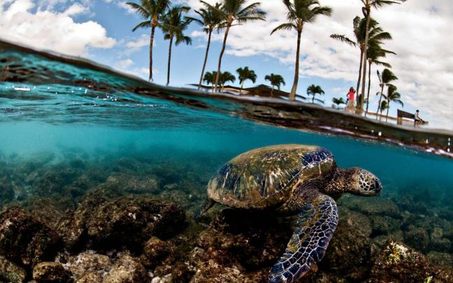 Sea Turtles Wallpapers