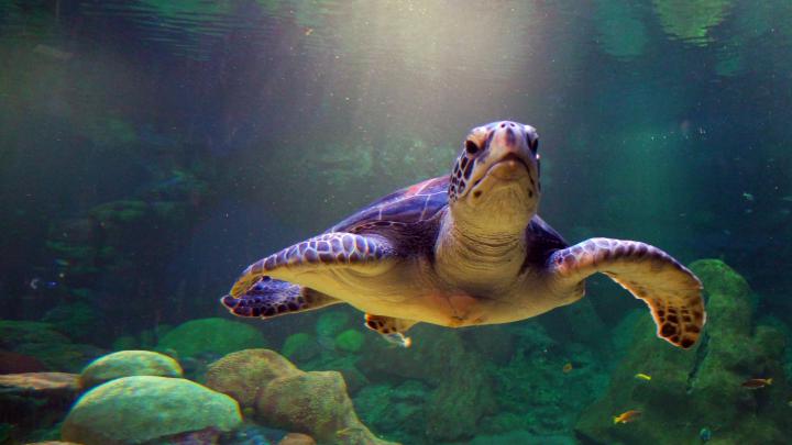 sea turtles wallpaper - HD Desktop Wallpapers