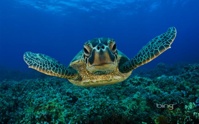 Sea Turtles Desktop Wallpaper (60+ images)