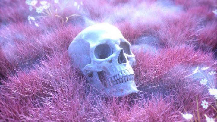Skeleton skull on a pink grass HD Wallpaper - Wallpapers.net