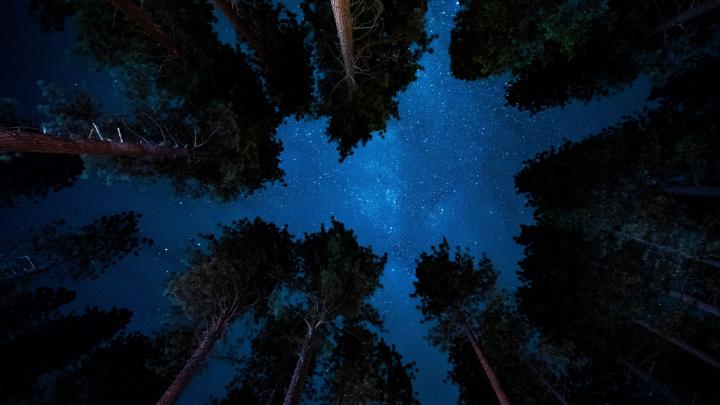 Desktop wallpaper starry night, nature, sky, trees, hd image, picture 