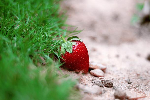 Strawberry Wallpapers